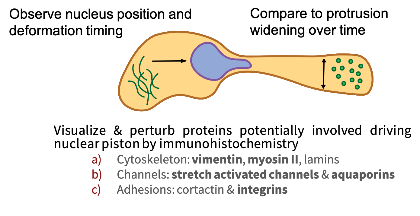 Nucleus deformation paths