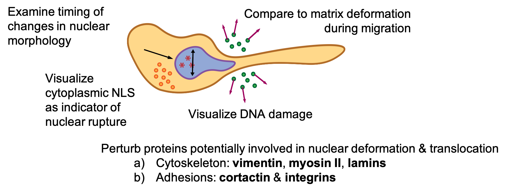 DNA Damage