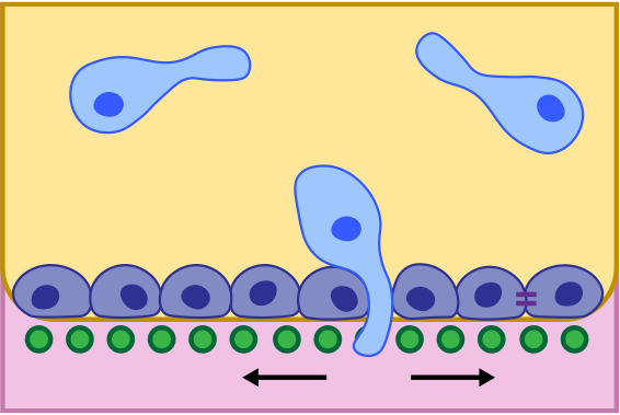 Endometriotic invsaion