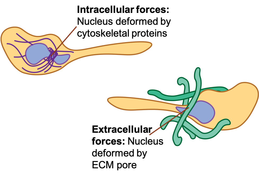 Nucleus Deformation